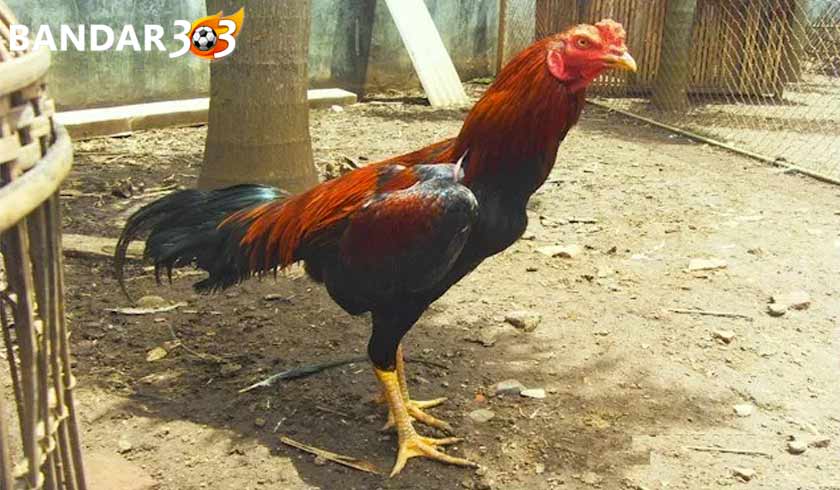 Tips Merawat Ayam Bangkok Aduan di Musim Kemarau